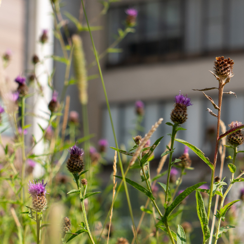 Flowers outside the Enterprise Centre