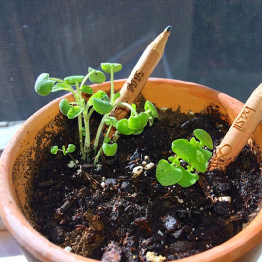 A photograph of little baby plants growing in a terracotta pot