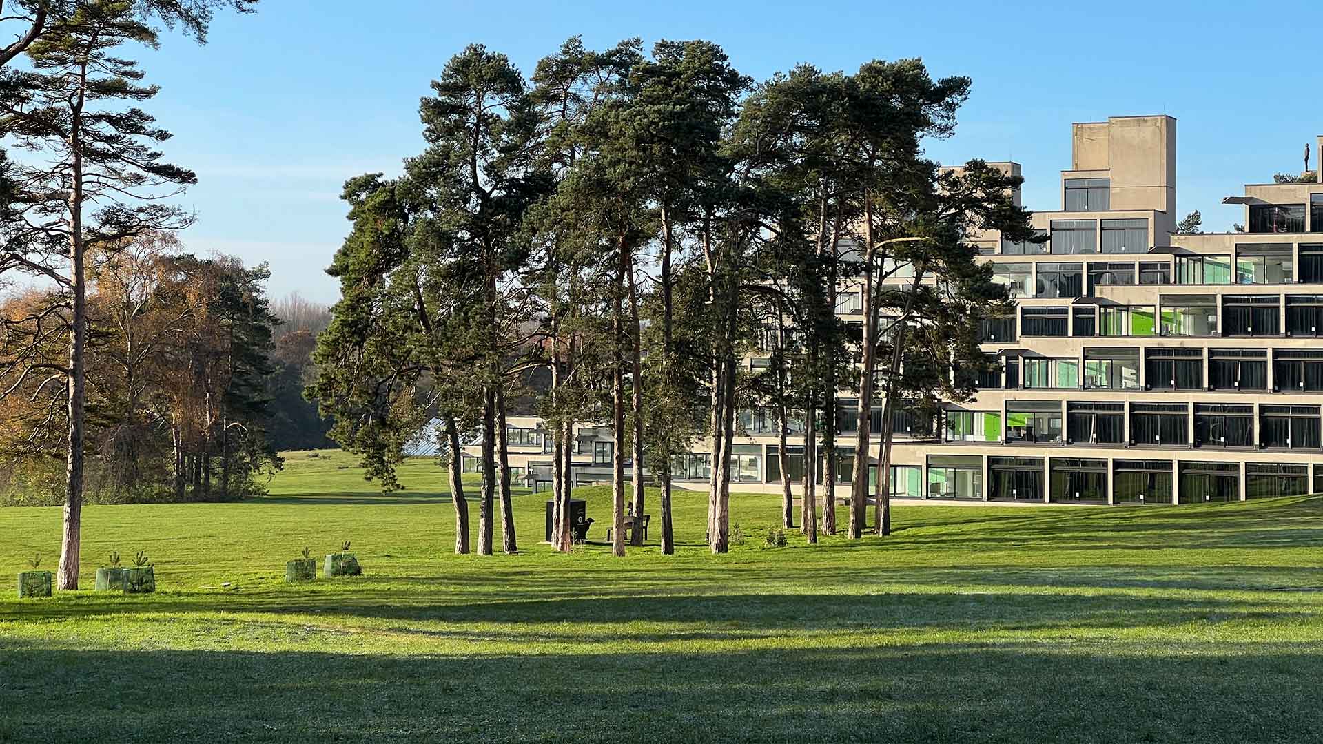 Trees on campus on a sunny day